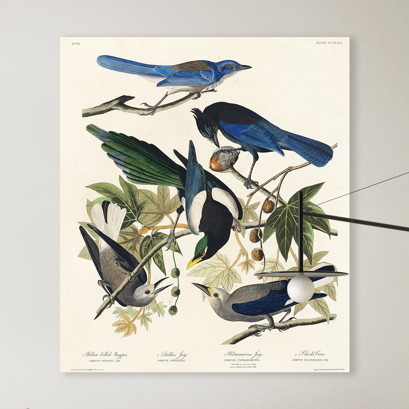 Geelsnavelkraai - John James Audubon