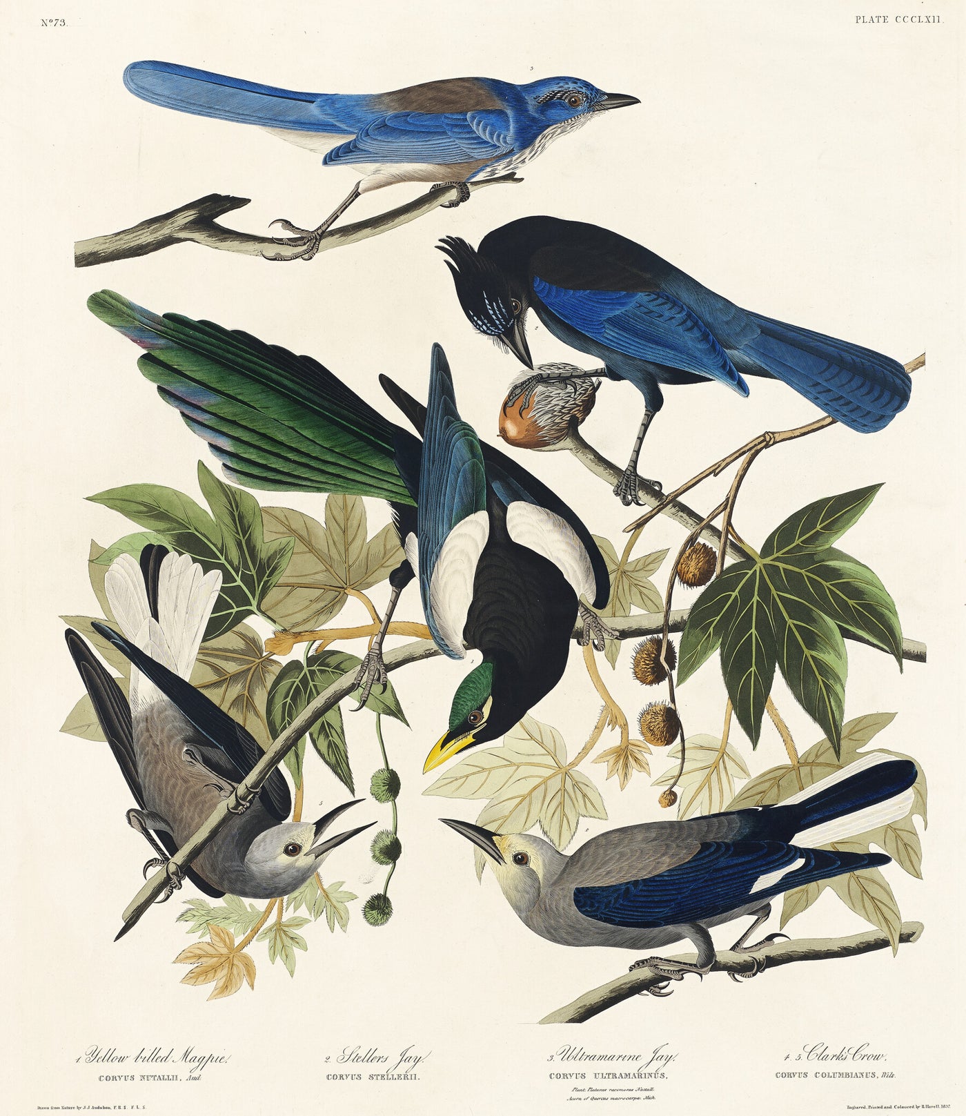 Geelsnavelkraai - John James Audubon