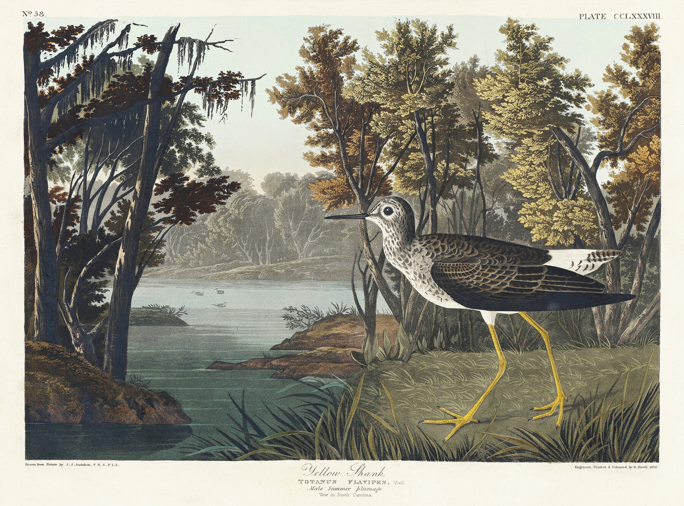 Gele strandloper - John James Audubon