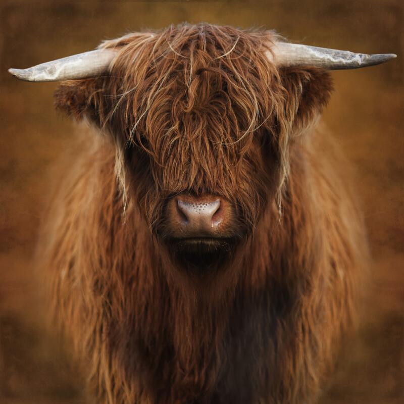 Highlander  - Marja van den Hurk