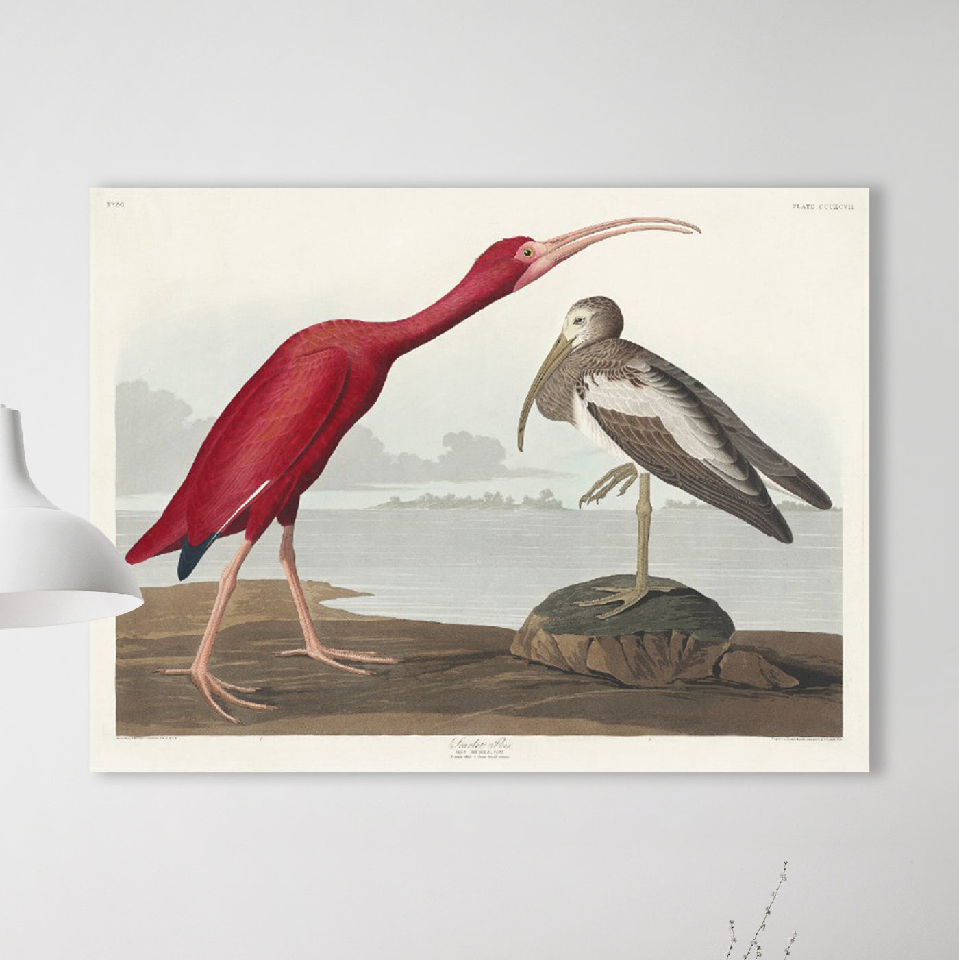 Scharlaken Ibis - John James Audubon