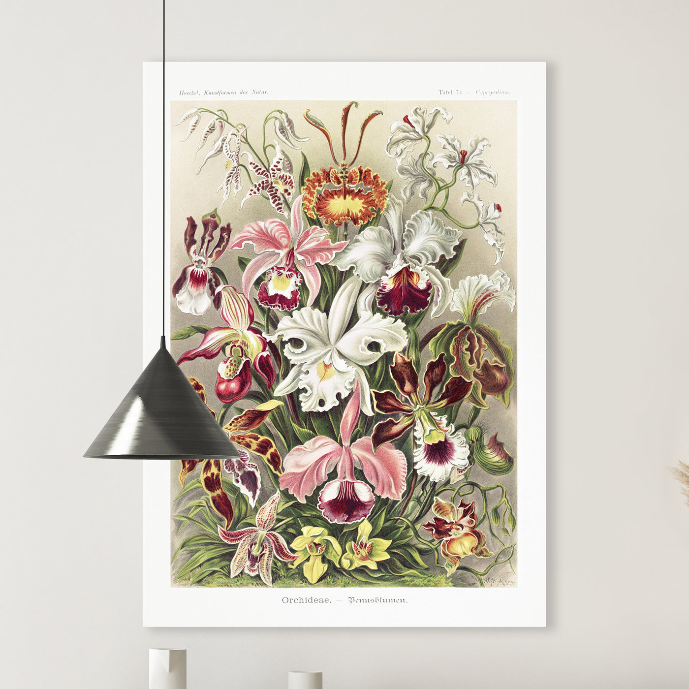 Orchideae–Denusblumen - Ernst Haeckel